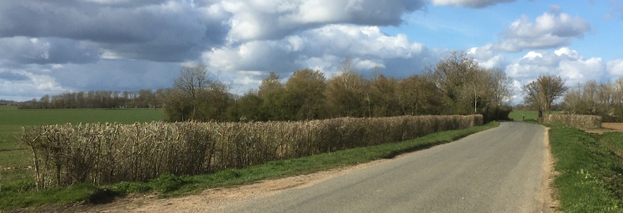 Same thickened elm hedge along Cransford Road, Apr 2021, before shoots appear