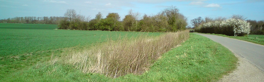 Regrowth of coppiced hedge along Cransford Road