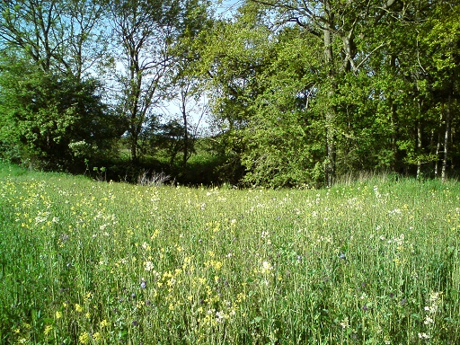 Wild flowers sown around Mayweed pond