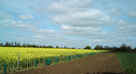 New hedge, permissive bridleway & margin between Queen Mary Field & Sax Rd Field